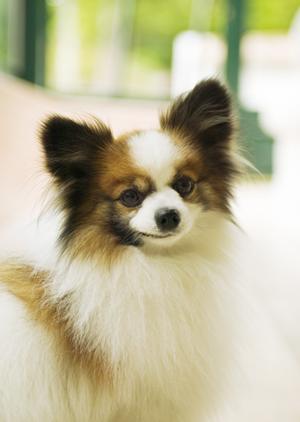 ミヌエットの特徴と健康管理：初心者でも安心飼育できる完全ガイド