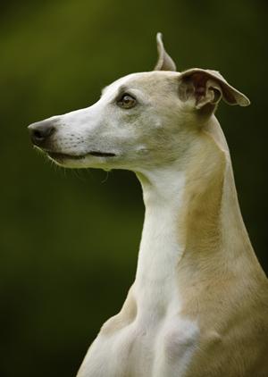 猫の健康を守る！最適な療法食の選び方とおすすめオンラインストアガイド