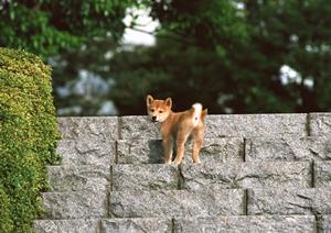 伊勢原の動物病院でカメレオンの受診